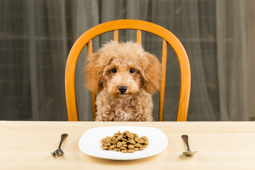 Guide Alimentation Chien